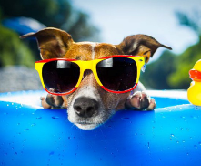 Don’t Let the Dog Days of Summer  Disrupt Your Momentum.